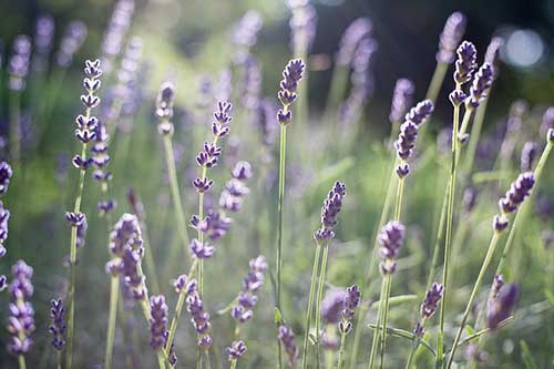 给情人问候早安