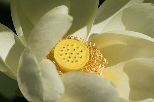 给小学生的励志寄语