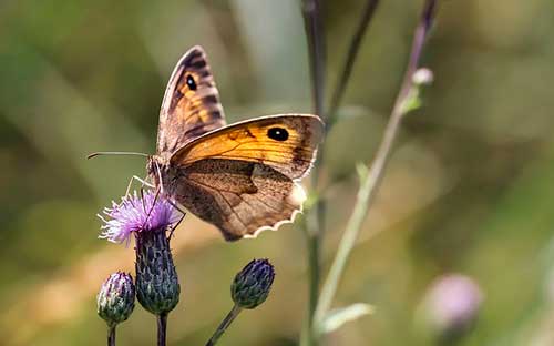 早晨问候情人的话语