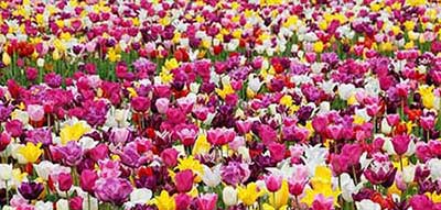 给领导的祝福成语