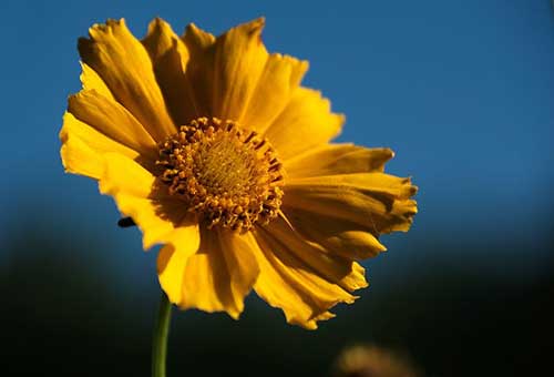 15岁女儿生日祝福语