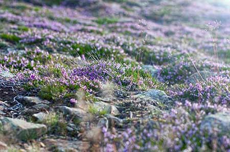 祝福姐姐结婚的话语简短