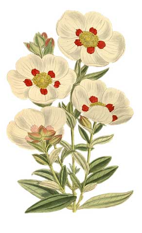 五十岁男人的生日祝福语