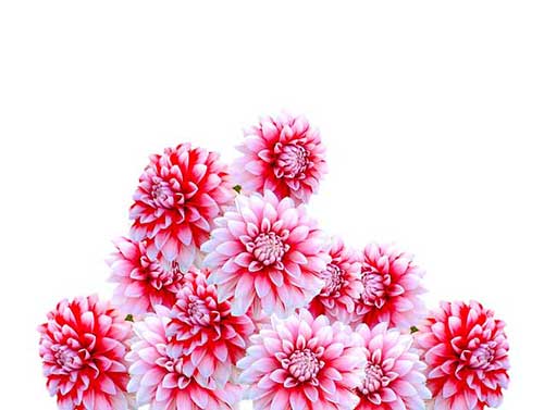 恭贺新婚四字祝词