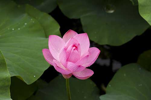 伴娘新婚祝词