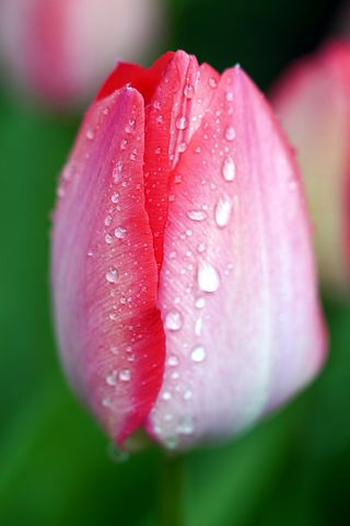 给女友生日祝福