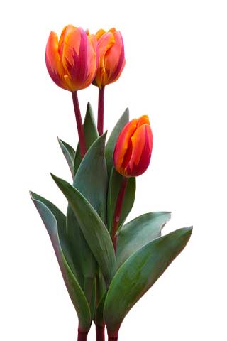 老男人的生日祝福语