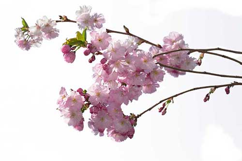 老师过寿祝福语
