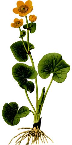 姐姐结婚弟弟致词