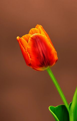 老师怀孕的祝福语