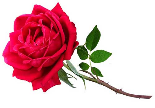 初中期末家长寄语