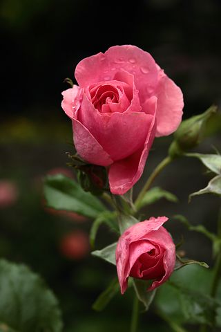 长辈花束寄语