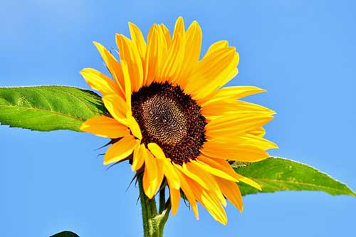 给朋友的生日贺卡祝福语