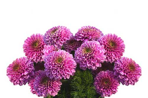 对学生的生日祝福语四字