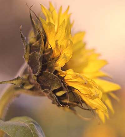英语结婚祝福语大全简短