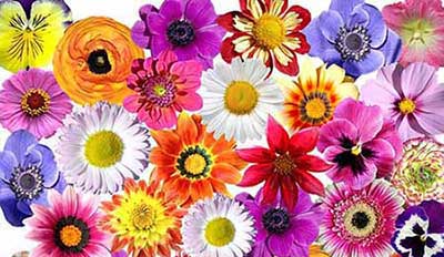 怎么感谢领导的生日祝福