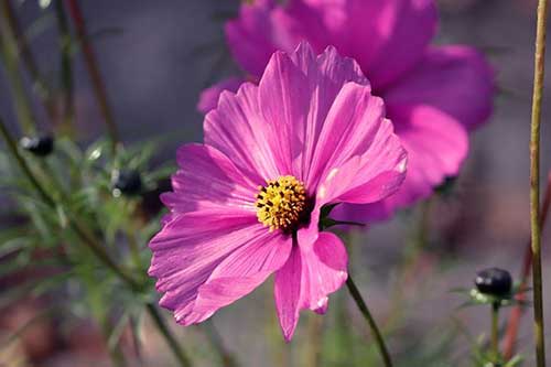 订婚宴的祝福词