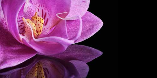 祝福老人长寿的句子