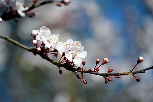 关于中秋节思念家乡的古诗