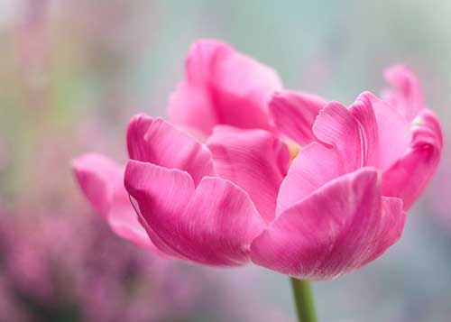 祝母亲生日祝福语简短