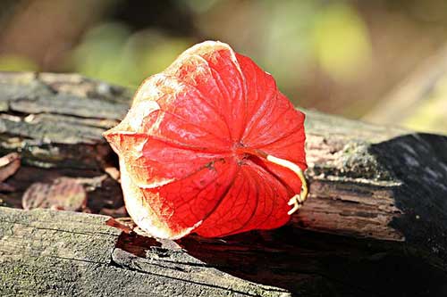 中考的生日祝福语