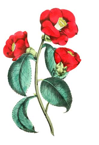 祝福女领导生日快乐