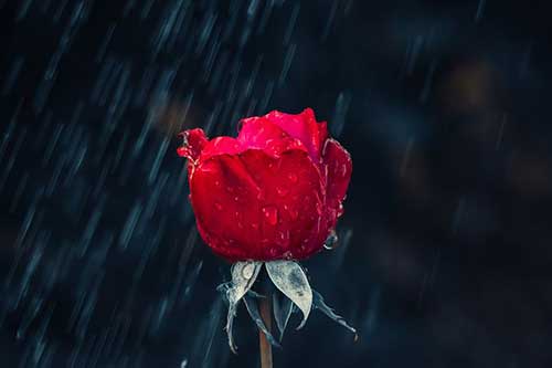 简短的家长寄语初中