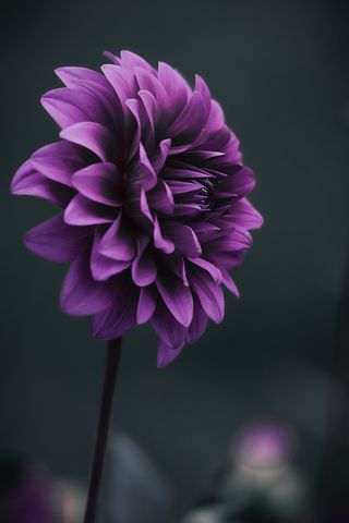 祝女孩子生日经典短句
