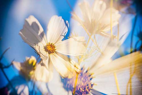 生日对妈妈的祝福